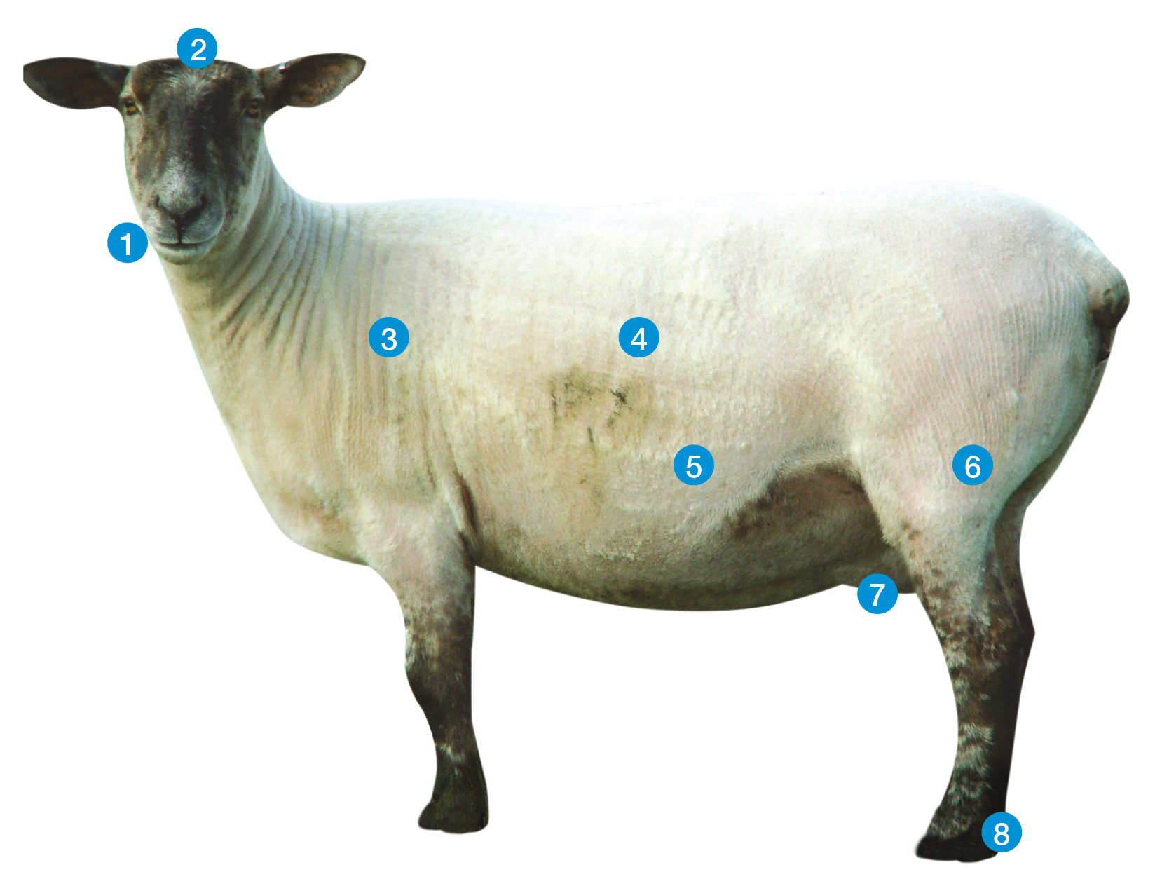 A breeding ewe with numbers from 1 to 8 on to show what to look for when stock judging. 1 - Mouth, 2 - The head, 3 - Shoulders, 4 - The body, 5 - wool, 6 - Legs, 7 - Udder and 8 - Feet.
